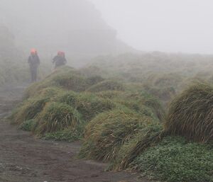 2 people walk through the mist