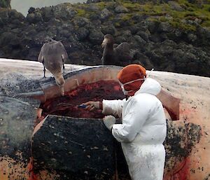 A man is watched at work by a large bird