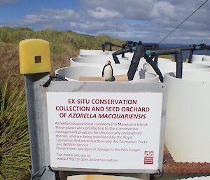 The sign explaining the azorella seed orchard on Wireless HIll