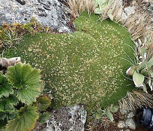 Azorella macquariensis in flower on the plateau