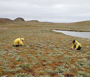 Two people collecting Coprosma at Scoble Lake