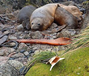 A group of elephant seals blocking the way on a track