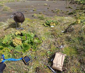 Attentive skua fledgling supervising the collection of Ranunculus