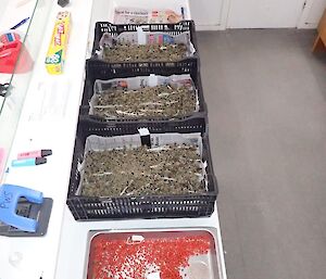 Seeds drying in the biology lab