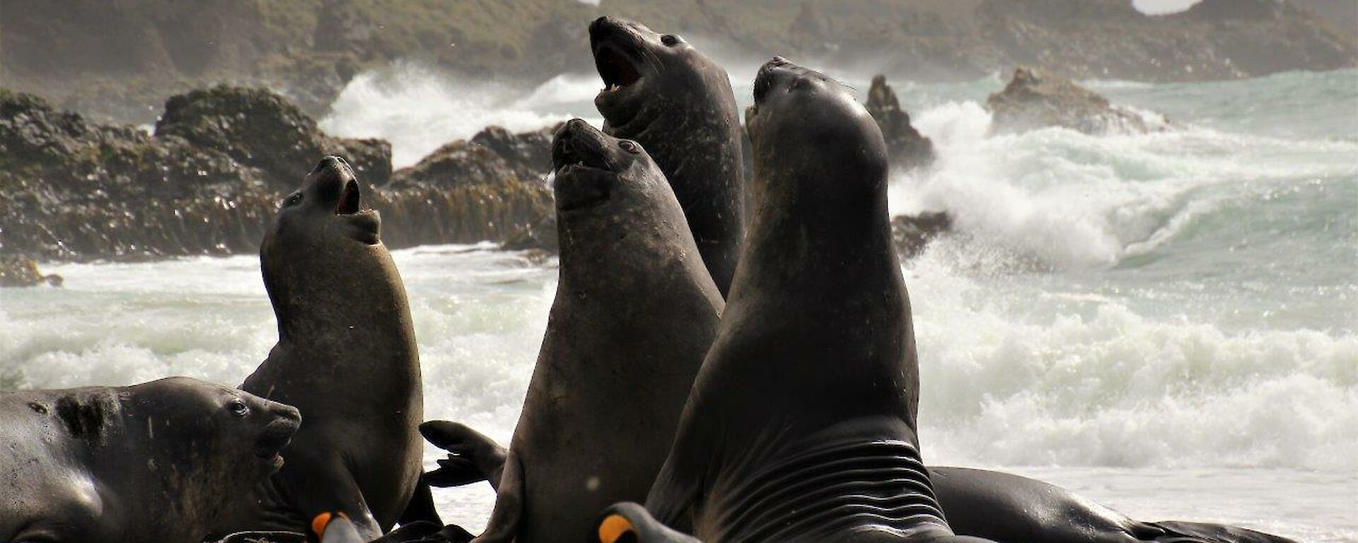 elephant seals on the beach at play