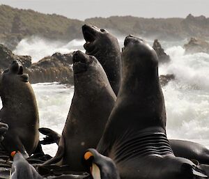 elephant seals on the beach at play