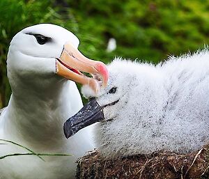 A Black browed albatross with its chick on the nest