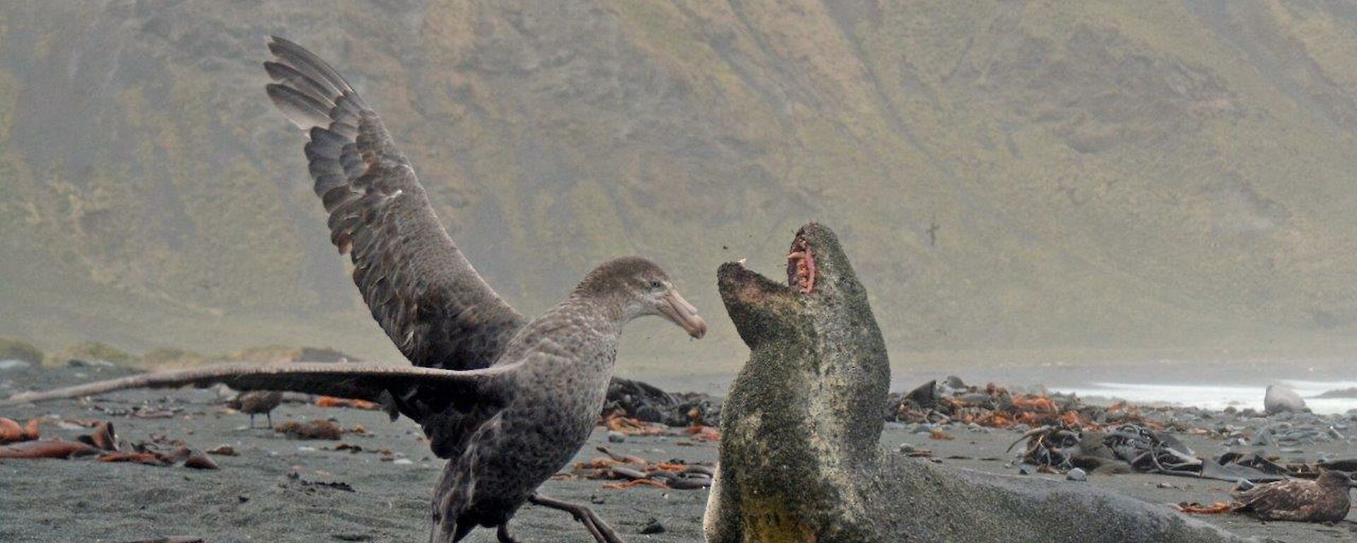 A leopard seal and an NGP