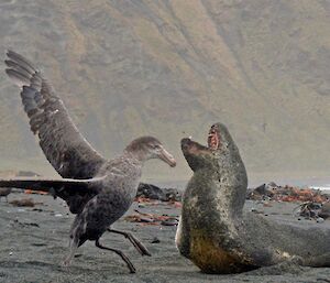 A leopard seal and an NGP