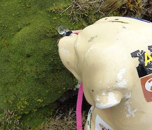 A dog mannequin looking at vegetation