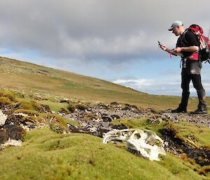 A man explores the fellfield post-rabbit eradication.