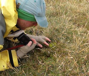 A man peers down at the diminutive Galium – a critically endangered herb found in a large population.