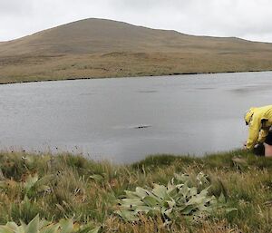 A man searches for the Macquarie Island Myriophyllum in flower.