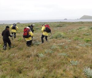 A group of botanists cross the featherbed