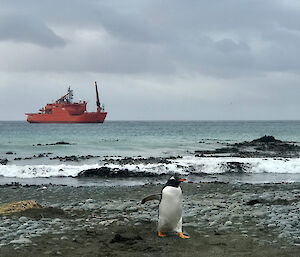 A gentoo penguin with Aurora Australis in background