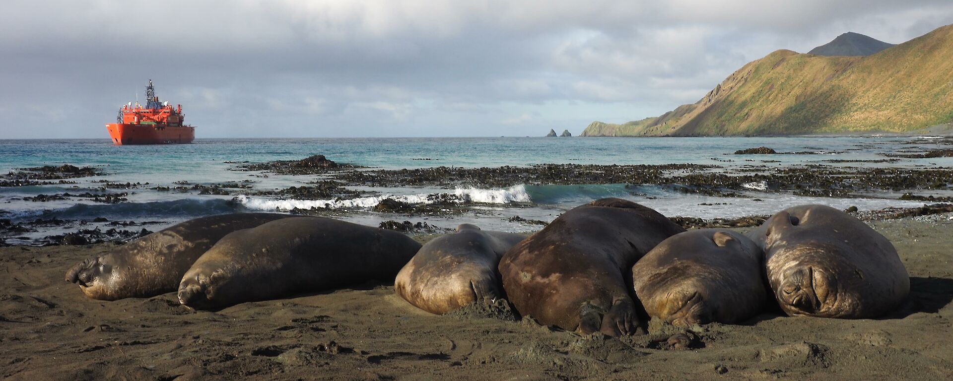 Elephant seals laying about on the rocky shore enjoying Macquarie Island resupply activities