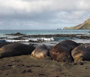 Elephant seals laying about on the rocky shore enjoying Macquarie Island resupply activities