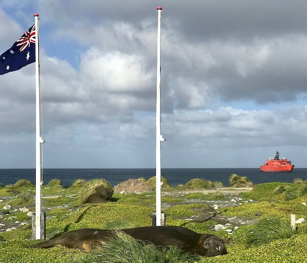 100% Australian — Macquarie Island in sunshine agains the backdrop of a smiling elephant seal, Australian flag at full mast, and the departing Aurora Australis