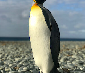 A King penguin standing tall on the pebbles at Sandy Bay, Macquarie Island