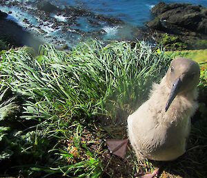 Light-Mantled Sooty Albatross chick at North Head — Macquarie Island