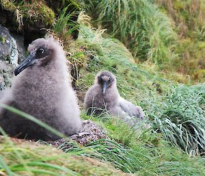 Light-Mantled Sooty Albatross Chicks — Macquarie Island