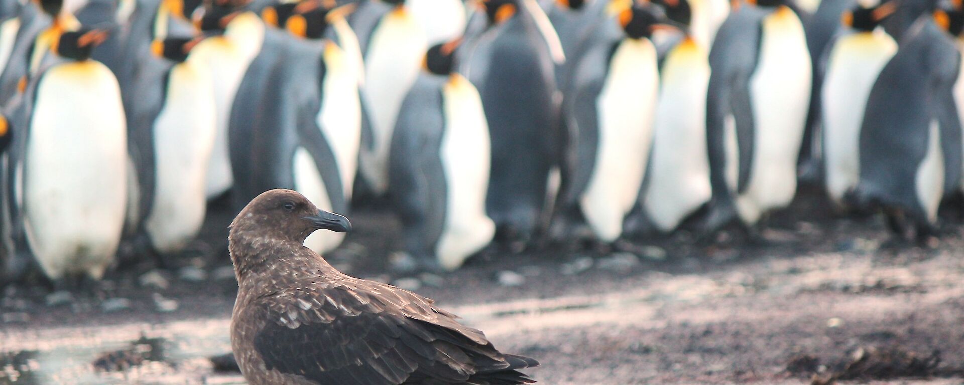 A skua looking at a group of penguins.