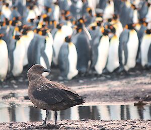 A skua looking at a group of penguins.