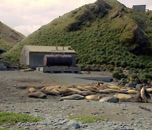 A photo of the powerhouse building with seals lying in front.