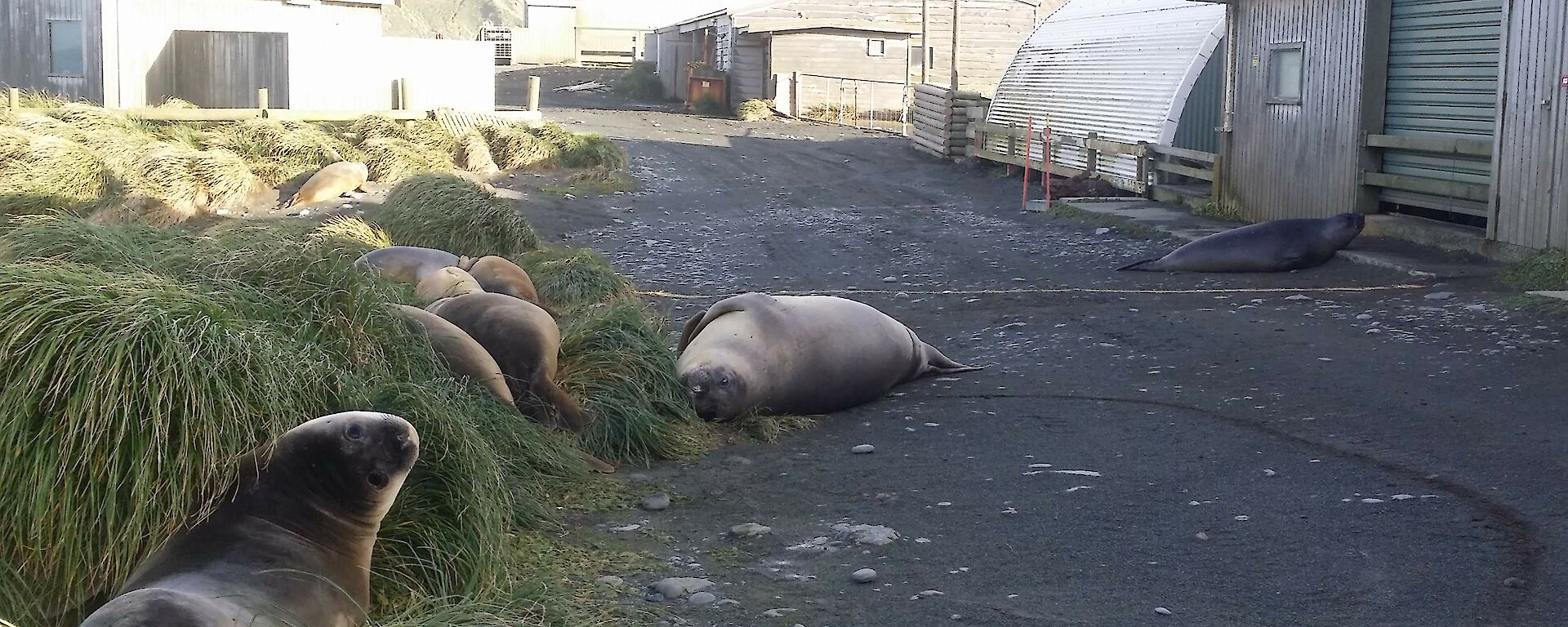 A few seals lazing outside of the meteorology office.