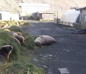 A few seals lazing outside of the meteorology office.