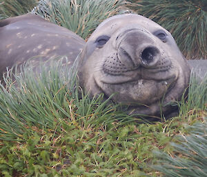 A seemingly smiling elephant seal lying on vegetation.