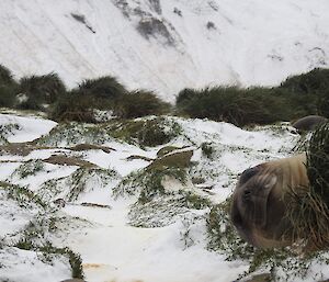 An elephant seal photobombs the snow photo