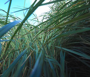 A ground view showing thick vegetation of tussock, which the researchers have to climb through.