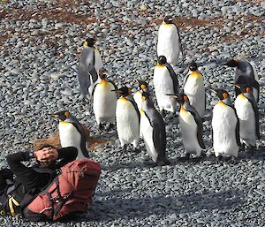 Andrea lying on the ground spending time with king penguins that are standing nearby- Macquarie Island