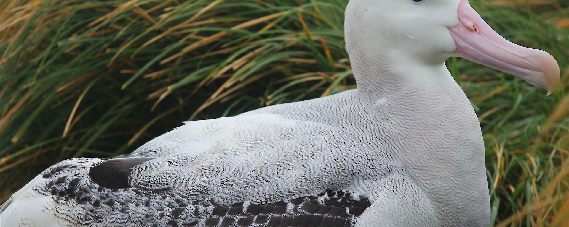 An adult wandering albatross lying on the green tussocks.