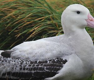 An adult wandering albatross lying on the green tussocks.