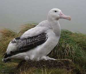 A brand new Wandering Albatross — Macquarie Island
