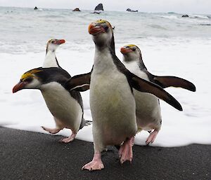 Royal Penguins returning from a swim — Macquarie Island