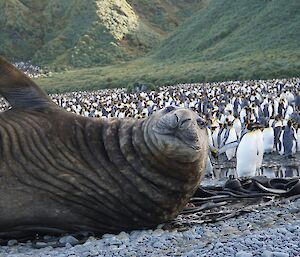 A waving wrinkly elephant seal — Macquarie Island