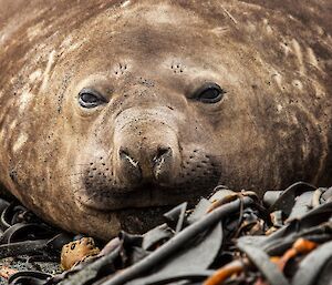 Elephant Seal — Macquarie Island