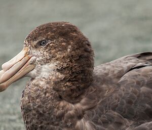 Northern Giant Petrel — Macquarie Island