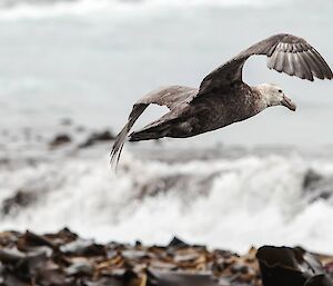 Southern Giant Petrel — Macquarie Island