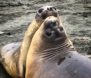 One of the common obstacles on Emry’s daily work commute — Elephant Seal play-fighting!