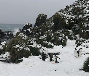 Penguins on the snow.