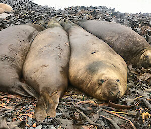 Four sleepy elephant seals lying in a row on the kelp on the beach.