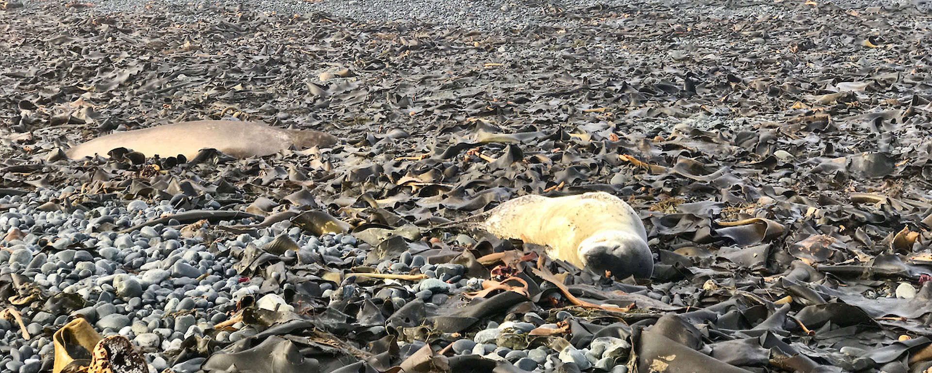 A leopard seal on the beach, which wasn’t expected.
