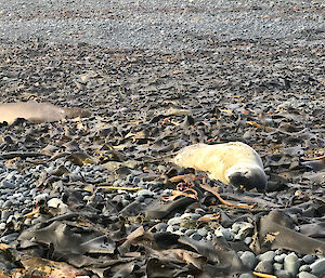 A leopard seal on the beach, which wasn’t expected.