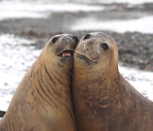 Two seals on the snow covered beach.