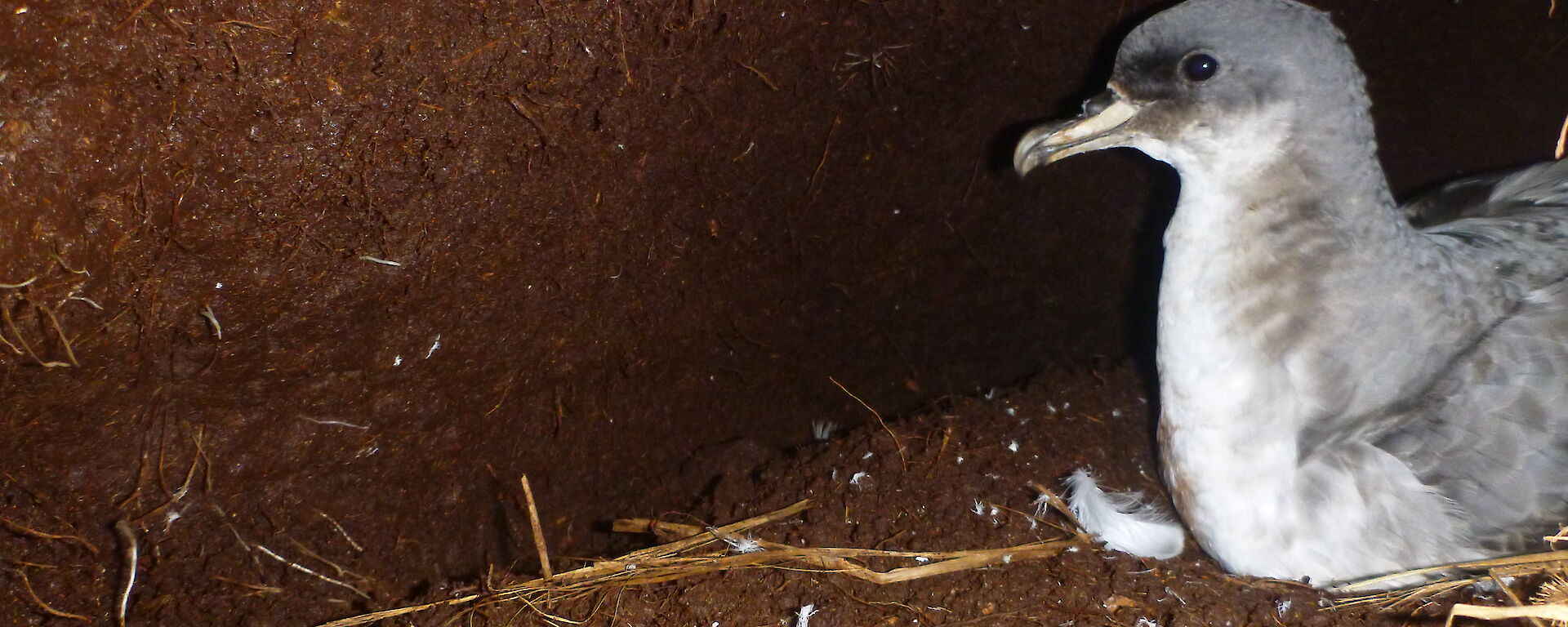 Adult grey petrel in its burrow (found with a pocket camera) — Macquarie Island