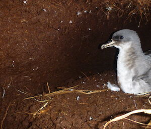 Adult grey petrel in its burrow (found with a pocket camera) — Macquarie Island